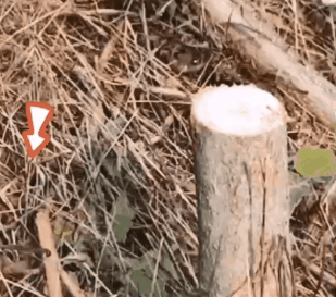 9.gif.gif